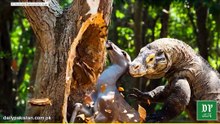 Komodo Dragon Bhera hota hai..? 🐉😳