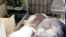 manfuwa rabbitlife