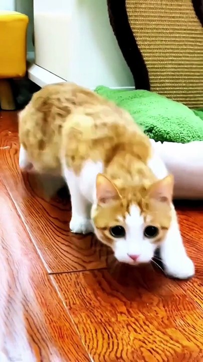 Funny Cats Doing Dumb Things  Ultimate Cute Cat Compilation 2026 🐾