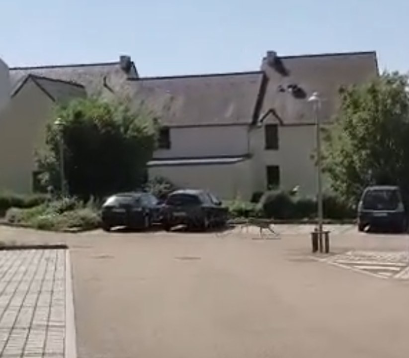 Chevreuil en divagation  Fougères