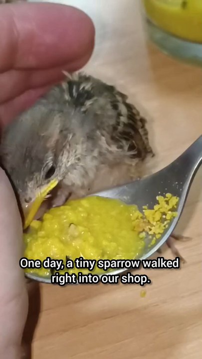 We Saved A Tiny Sparrow ❤️