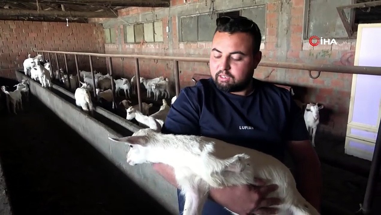 Doğuştan 3 Bacaklı Doğan Oğlak Yaşama Tutundu