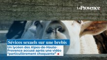 Un lycéen des Alpes-de-Haute-Provence accusé de sévices sexuels sur une brebis, la vidéo "particulièrement choquante"
