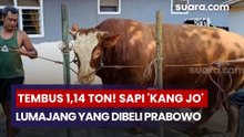 Tembus 1,14 Ton! Sapi 'Kang Jo' Lumajang yang Dibeli Prabowo dari Peternak Gen Z