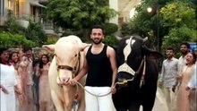 Rajab Butt Giant Bulls Suddenly Became Tiny 😱🐂😂 | Rajab Family