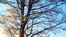 Scurile Nature