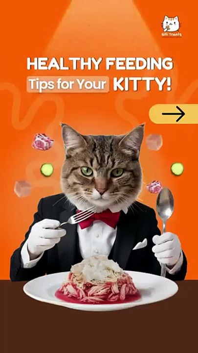 Healthiest Wet Cat Food Guide for Better Cat Health and Energy Boost