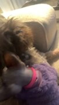 Sphynx Cat Licks Shih Tzu Dog