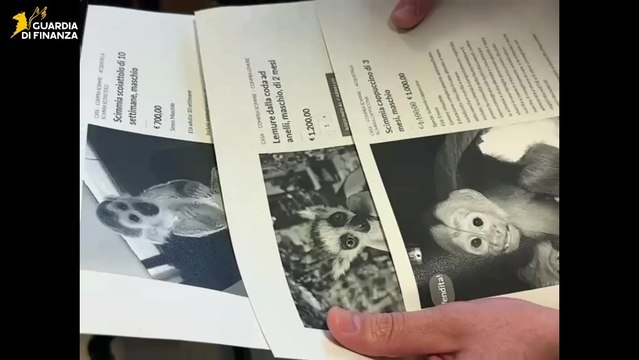 Truffe online con falsi animali esotici, scoperto sito per vendita illegale specie protette (25.05.26)