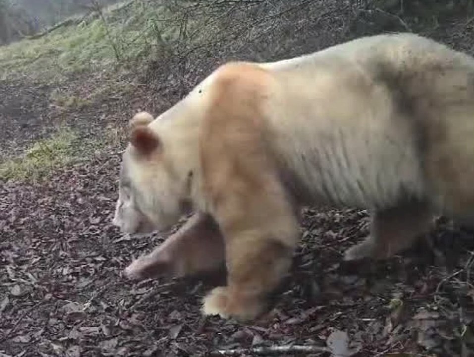 Wildkamera filmt seltenen albino-panda