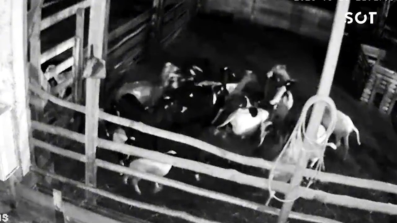 Onça invade propriedade rural, mata 34 ovelhas e causa prejuízo de R$ 20 mil no Paraná