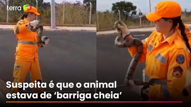 Veja momento em que jiboia é resgatada após ficar presa em bueiro em MG