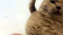Chaton tout mignon et grognon
