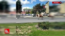 Erzurum'da kaçan kurbanlıklar trafiği birbirine kattı