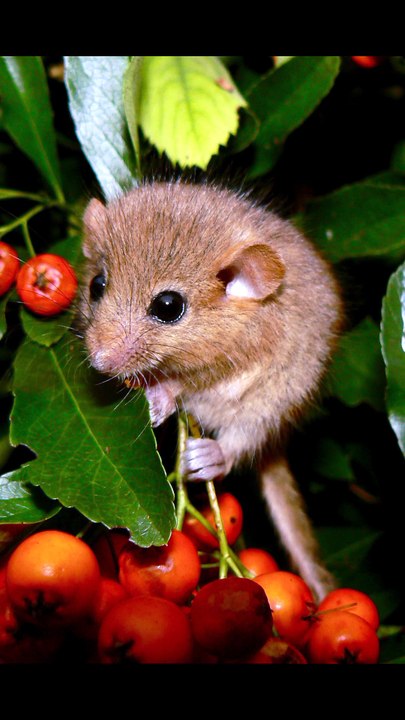 डॉरमाउस - Dormouse