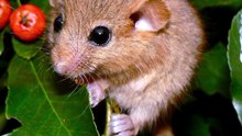 डॉरमाउस - Dormouse