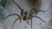Mood-Driven Venom in the Funnel-Web Spider