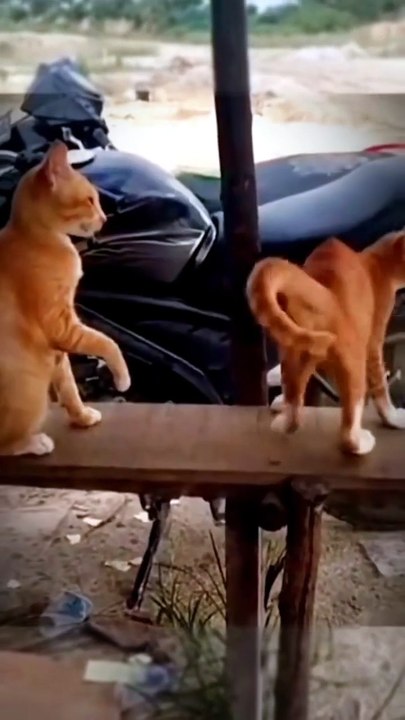 Funny cat
