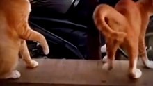 Funny cat