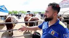 Kırşehir'de otomobil fiyatına tosun: 830 kiloluk hayvan 300 bin TL'ye satıldı