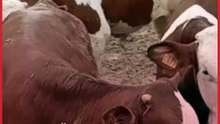 نفوق 150 بقرة بمرض مجهول في الكونغو.. ما القصة؟
