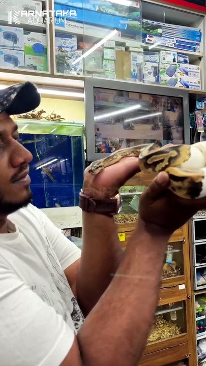 Pied Ball Python | Karnataka Aquarium