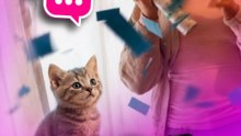 A Small Gender Reveal for a Kitten Takes an Unexpected Twist