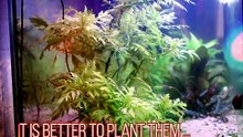 water wisteria - Hygrophila difformis aquarium plant