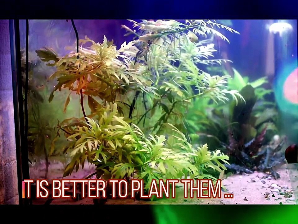 water wisteria - Hygrophila difformis aquarium plant