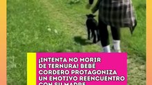 ¡Hermoso! Bebé cordero protagoniza emotivo reencuentro con su madre.