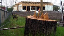Une coupe d'arbres qui fait réagir à Saint-Pascal
