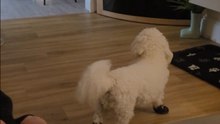 Adorable pup shows off in its new canine footwear *Heartwarming*
