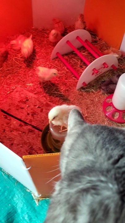 Cory's human is on the wrong side of the screen again. | #SparklegleamFarm #Cory #homestead #cat #catlovers #cute