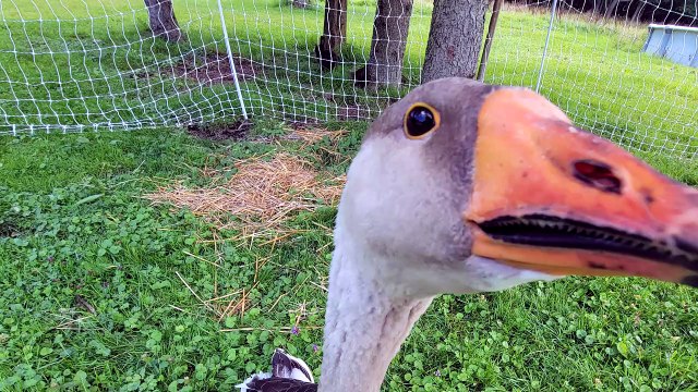 Extreme Tooey closeup! | #SparklegleamFarm #Tooey #farm #Lemongrab #geese #farmanimals #UNACCEPTABLE #cute