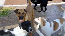 Cachorros lindos