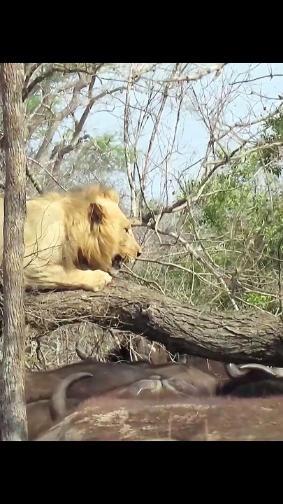 Incredible Safari Encounter: Male Lion Sleeps on Tree Branch Directly Above Grazing Buffalo Herd