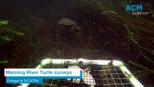 Manning River turtle survey results video by DCCEEW