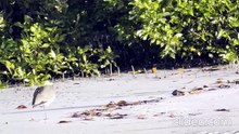 Plover Lovers
