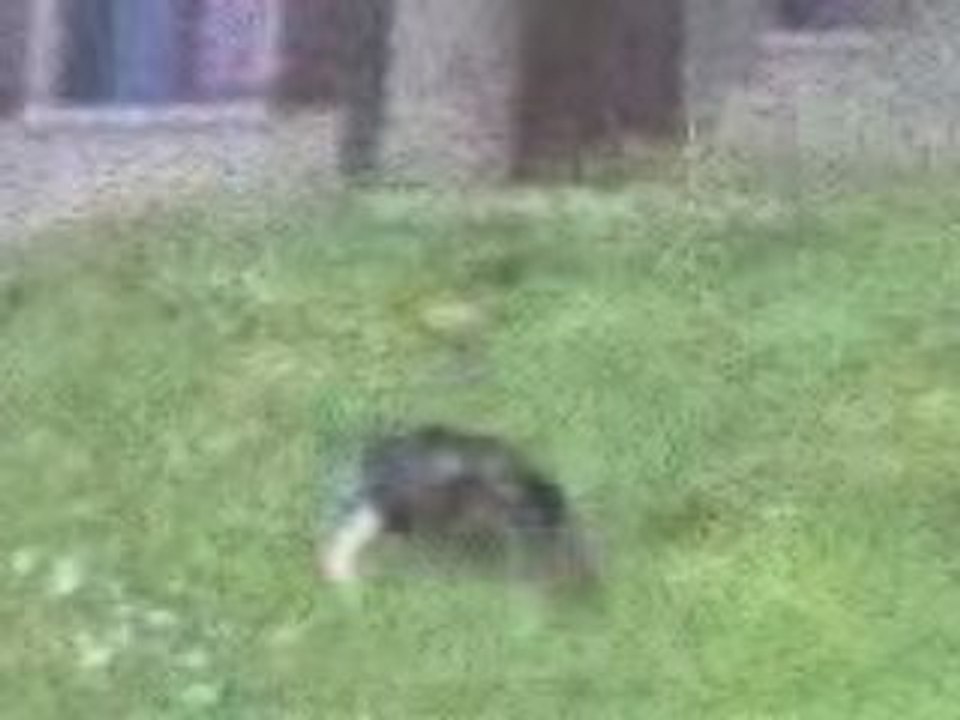 Parodie de La petite maison dans la prairie