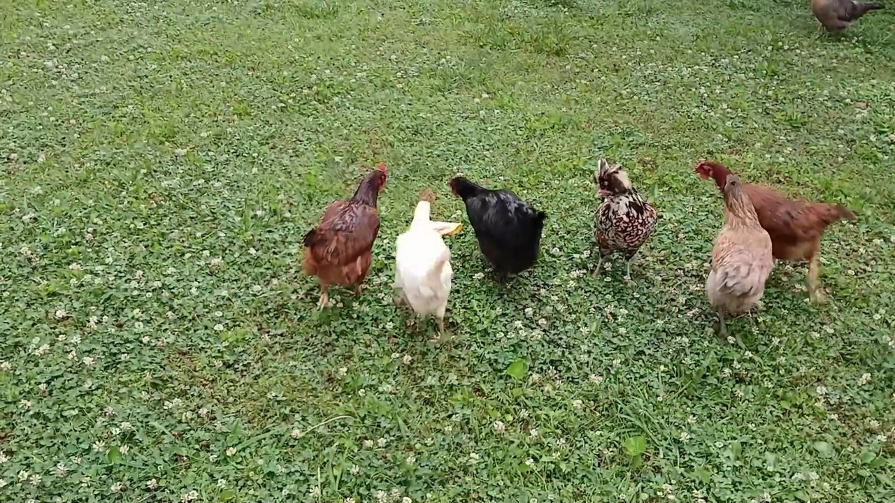 Disproportionate amount of treats consumed by hens that don't share.