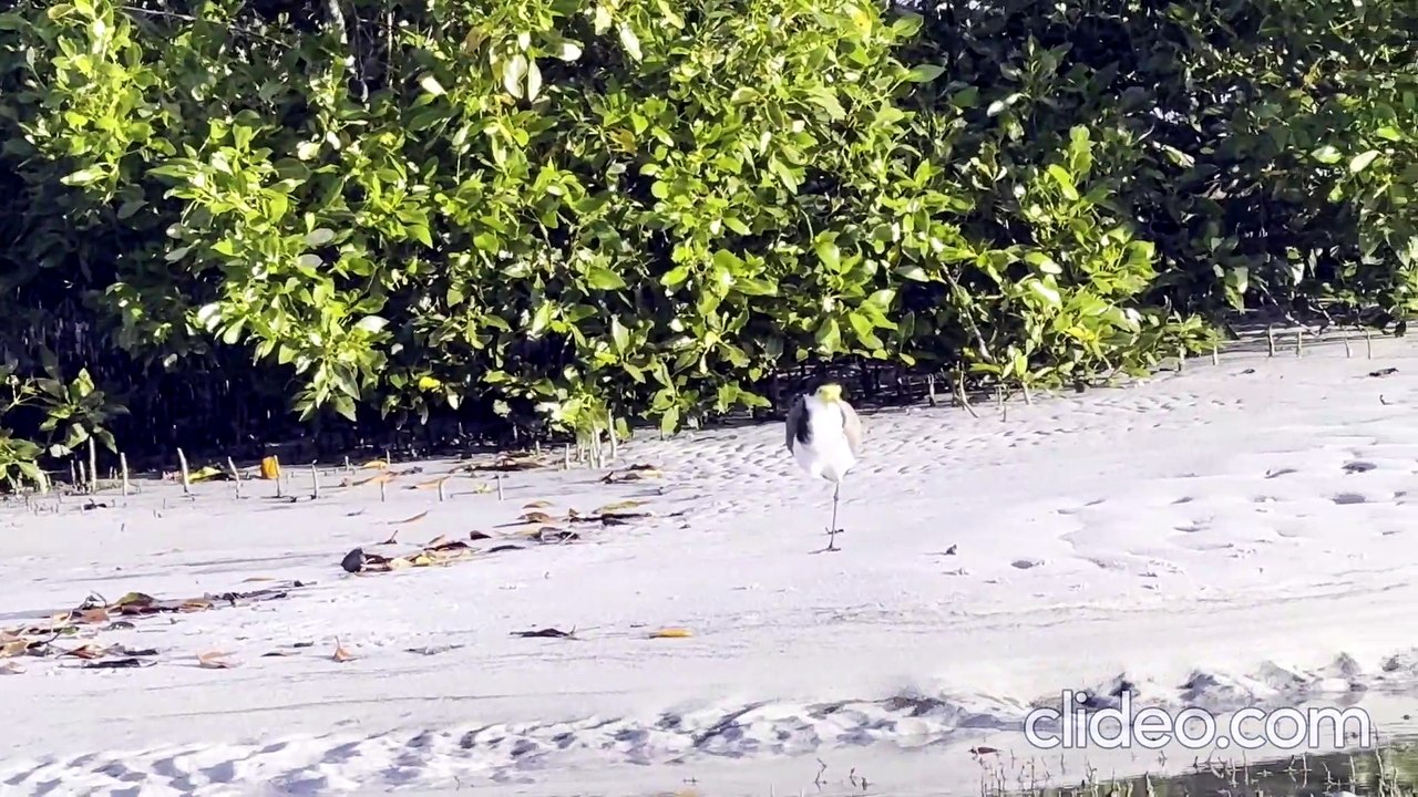 Plover Lovers-short