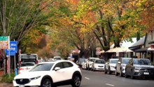 Adelaide Hills café warned after complaints made about dogs being allowed inside