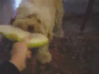 havaianas HARD-WEARING