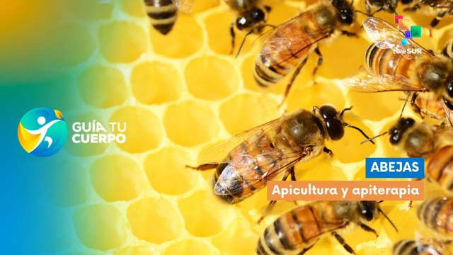 Guía tu cuerpo | Abejas: Apicultura y apiterapia