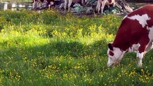 Un agriculteur déverse des tas de plastique dans ses champs pour lutter contre le castor