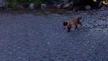 Speeding for the dinner :) #cats #funnycats #catlovers