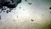 Un nuevo pulpo descubierto en las Galápagos
