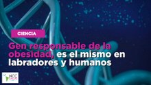 Gen responsable de la obesidad, es el mismo en labradores y humanos