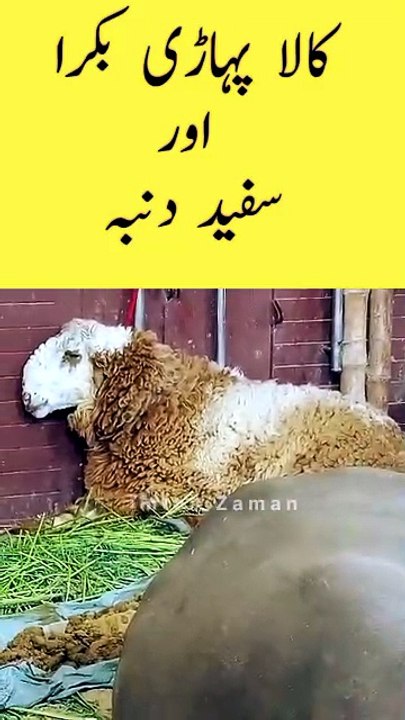 Black Pahari Bakra or White Sheep😍