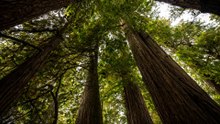 Redwood National Park 4K 60fps: James Irvine Trail